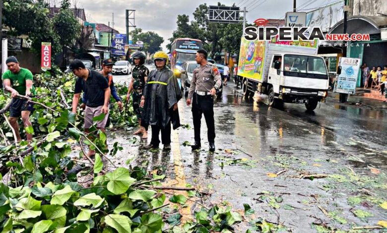 Anggota Turjagwali Bantu Atur Lalu Lintas Akibat Pohon Tumbang di Ngadiluwih