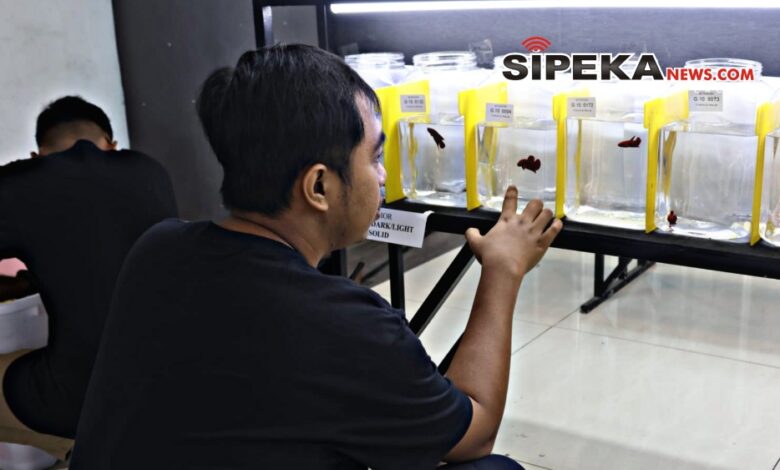 Kemeriahan Kontes Ikan Cupang Nasional Bettaphoria di Kediri