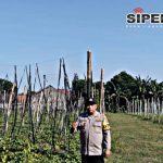 Budidaya Uwi Ungu Polres Kediri Tunjukkan Perkembangan Positif, Perkuat Ketahanan Pangan Lokal