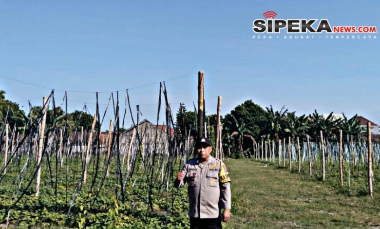 Budidaya Uwi Ungu Polres Kediri Tunjukkan Perkembangan Positif, Perkuat Ketahanan Pangan Lokal